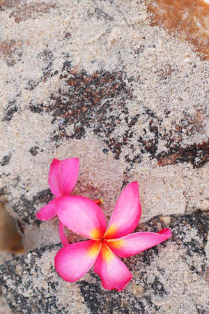 Pink frangipani with  stones on seaの写真素材