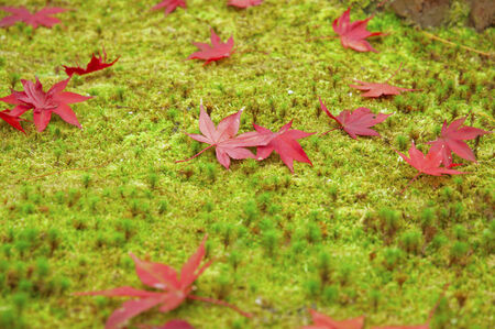 Maple Leavesの写真素材