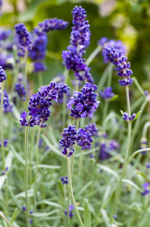 Lavenderの写真素材