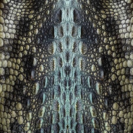 Genuine crocodile leather background image For making leather.