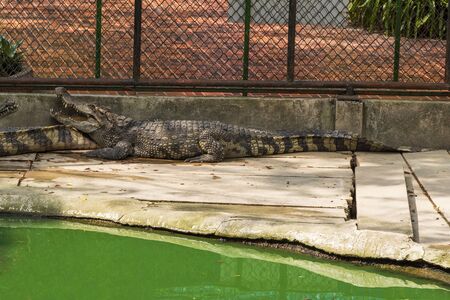 Large freshwater crocodile Sunbathing by the pool.の写真素材