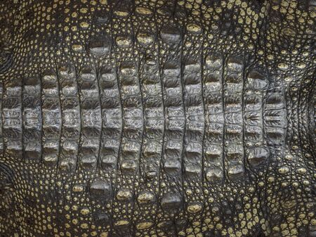 Genuine crocodile leather background image For making leather.