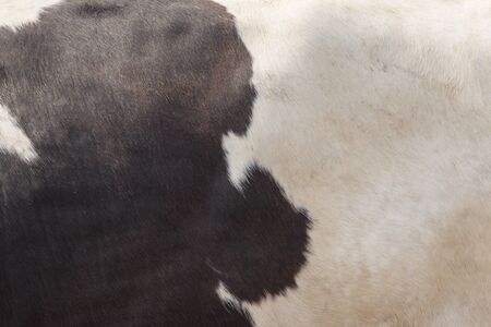 Real Dark brown and white cow skin close up on a background photo.の写真素材