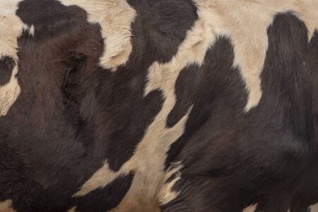 Genuine leather skin cow for design. 