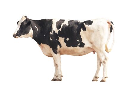Black and white cow image  isolated on the white background.の写真素材