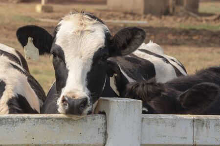 Black pied cow, in the thailand, standing on green grass in a meadow pasture. の写真素材