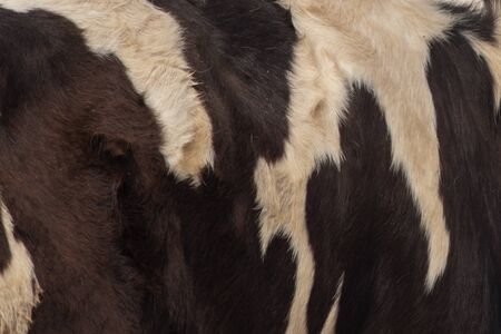 Genuine leather skin cow for design. 