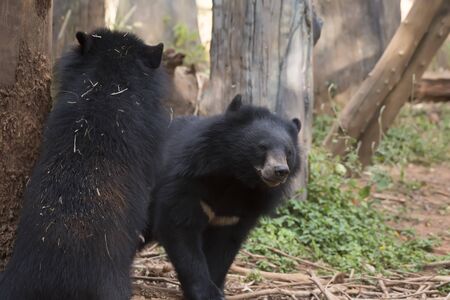 Asiatic black bear, Live in the forest with abundant and cool weather,In East Asia.
