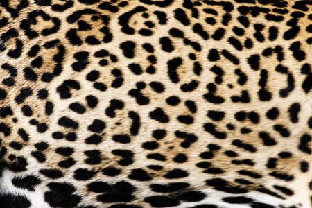 Real jaguar skin at magnificent.の写真素材