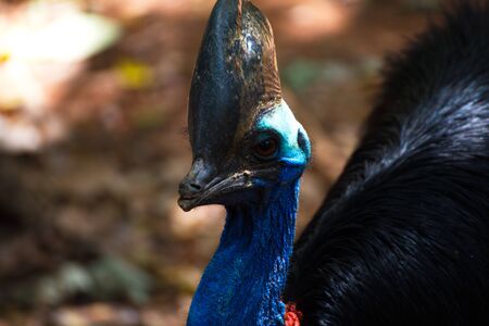  Casuarius. Australian big forest bird. in zoo nakhonratsima thailand    