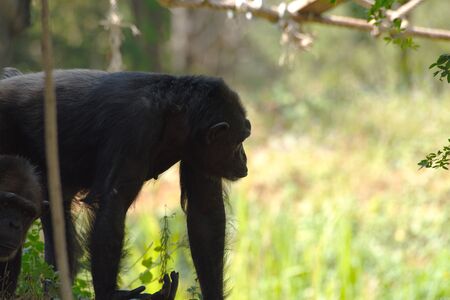 Chimpanzee,animal with brains nearby mankind. 