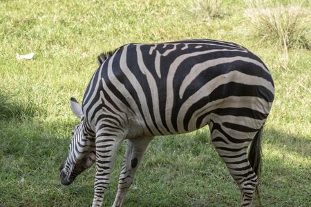 Picture zebra Plains zebra, also known as the common zebra or Burchell's zebra, in zoo nakhonratchasima thailand.の写真素材