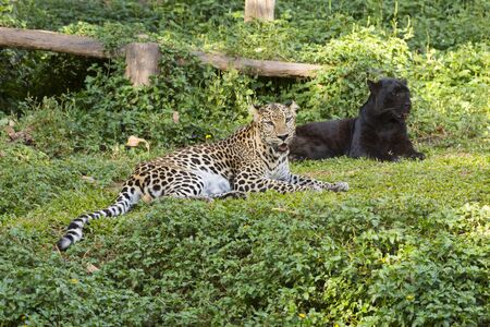 Magnificent Jaguar resting Lying on a tree trunk.の写真素材