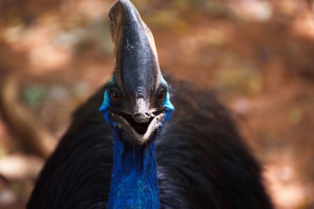  Casuarius. Australian big forest bird. in zoo nakhonratsima thailand    
