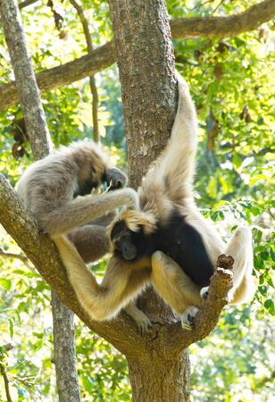 Gibbon White and black beautiful. sitting on tree.