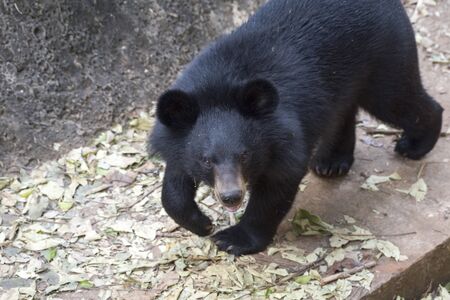 Baby bear, is playing fun.の写真素材