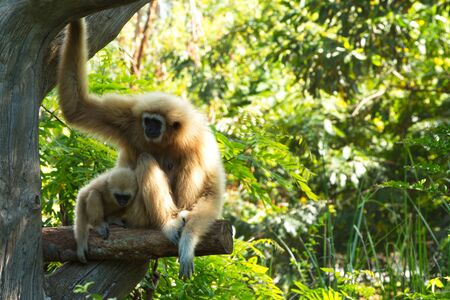 Gibbon White and black beautiful. sitting on tree.の写真素材