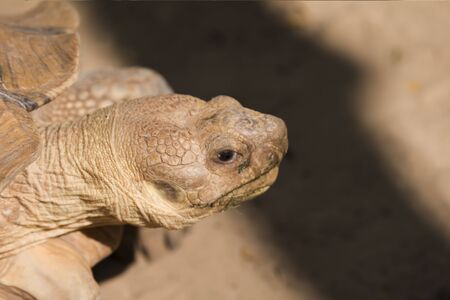 Galapagos tortoise.walking relax, on soil. の写真素材