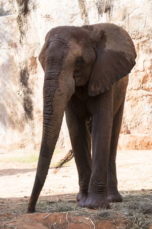 Picture african elephant,walking relax, play soil.