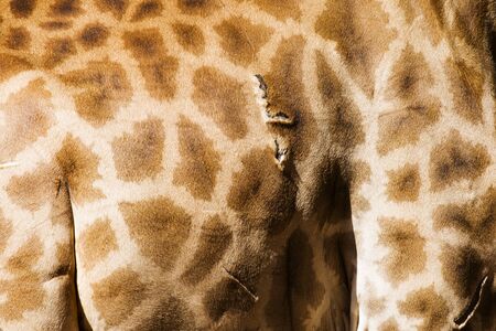 Genuine leather skin of giraffe with light at dark brown.の写真素材