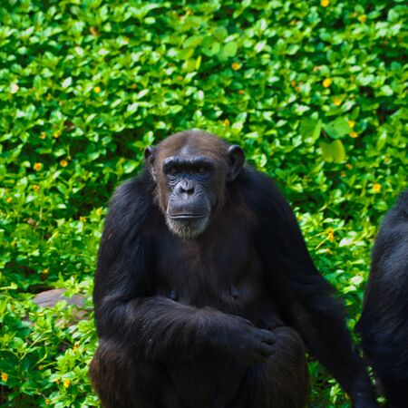 Chimpanzee,animal with brains nearby mankind.