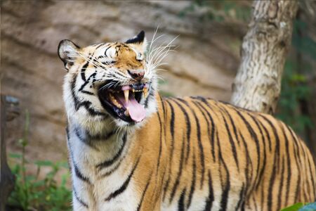 Tiger , A mammal with milk.