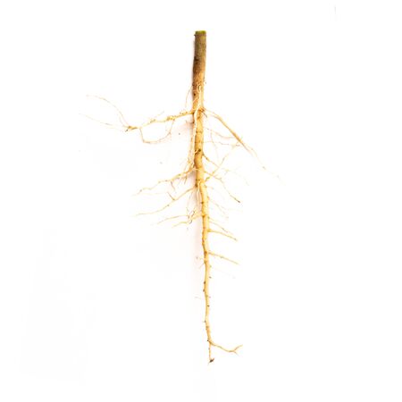 Roots of tree isolated on white background.
