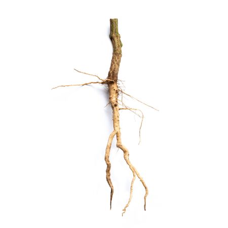 Roots of tree isolated on white background.の写真素材