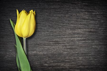 Tulips yellow flowers images on the old wooden background.の写真素材