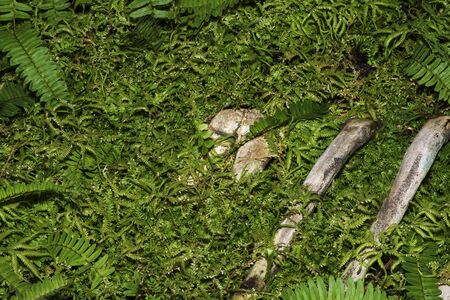 Animal bones that are covered with green grass.の写真素材