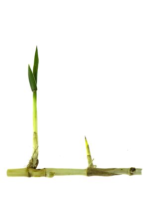 grass root , grass plant with root system isolated on the white background.の写真素材