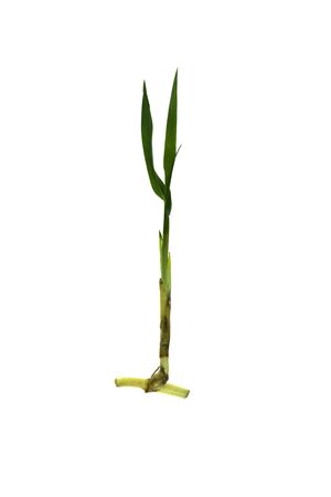 grass root , grass plant with root system isolated on the white background.の写真素材