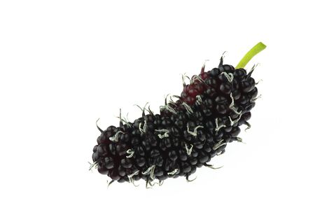 Mulberry berry isolated on the white background.の写真素材