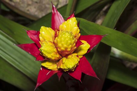 Red Bromeliad tropical plant colorful flower blooming in spring season,blooming flower plant.の写真素材