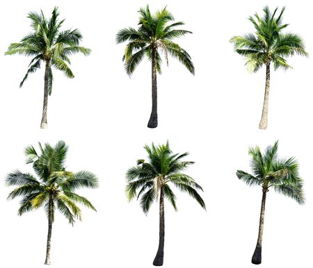 Group of coconut tree isolated on the white background. The collection of coconut trees.の写真素材
