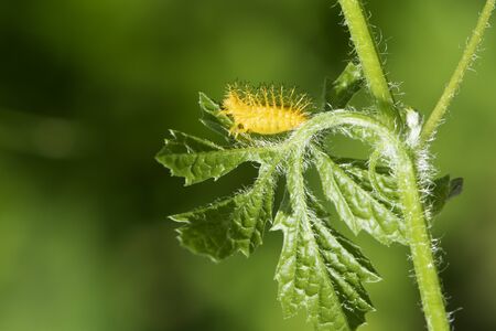 This thorny caterpillar is the birth of a beautiful yellow butterfly (Nettle Caterpillar) In nature.