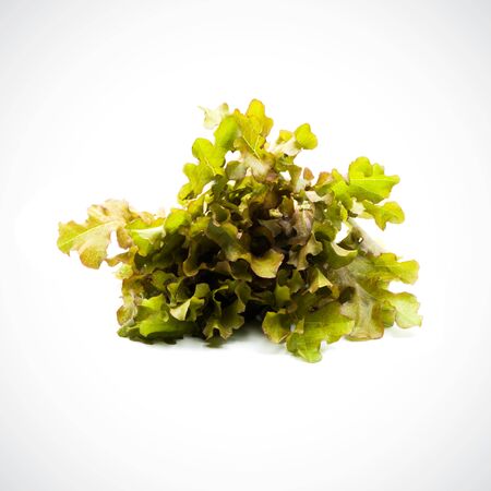 Red Oak Lettuce fresh on the white background.の写真素材