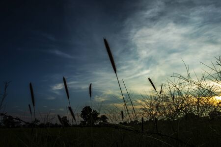 Beautiful sunset landscape Golden light In the spring.