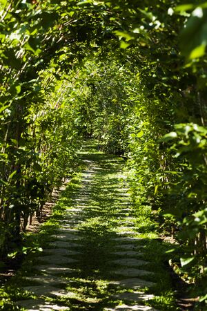 Picture, Tree tunnel ,colourful beautiful in garden.の写真素材