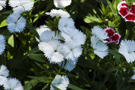 Picture, dianthus flower white,colourful beautiful in garden.の写真素材