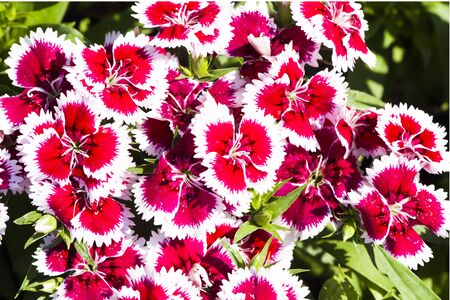 Picture, dianthus flower Red White,colourful beautiful in gardenの写真素材