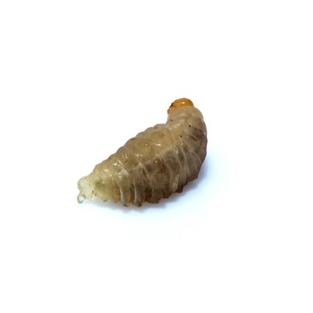 Close up of dead asian hornet larva larvae insect. Poisonous venom animal. isolated on the white...