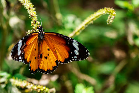 Beautiful orange butterfly  on a flower, nature, garden flowers.