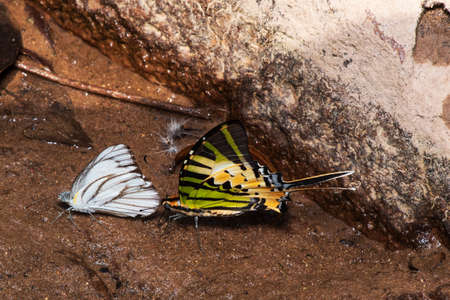 Image of dragonfly red perched on the grass top in the nature.の写真素材