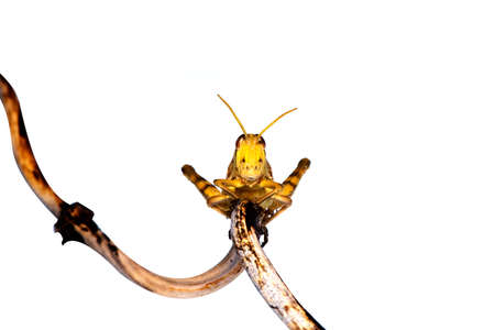 Image of Brown grasshopper, insect ,On a branch, on nature background.