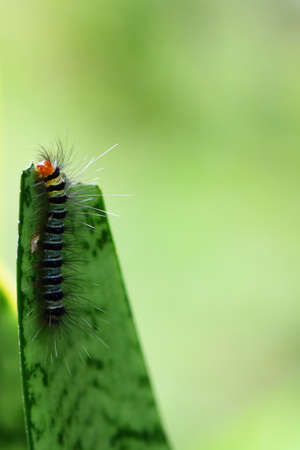 Caterpillar. in Southeast Asia,thailand