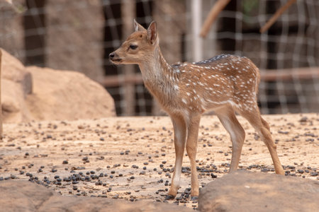 Deer standing on the brown ground.の写真素材