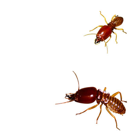 Termite on isolated whited background.