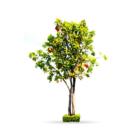 Tree isolated on the white background,for graphic decoration.