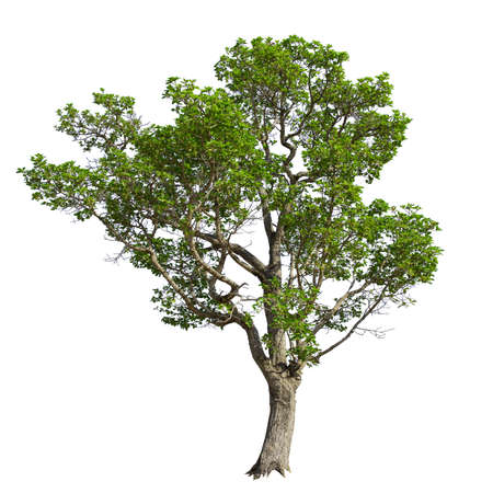 Tree isolated on the white background,for graphic decoration.
